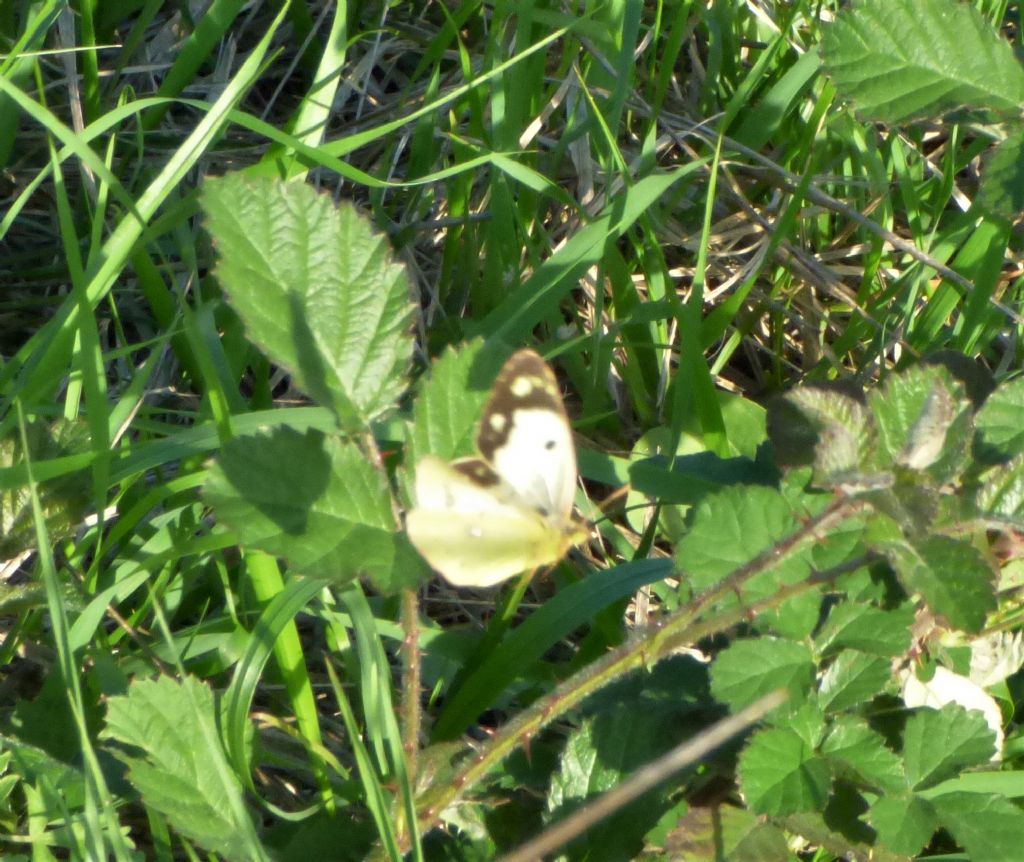 Colias crocea forma helice? S